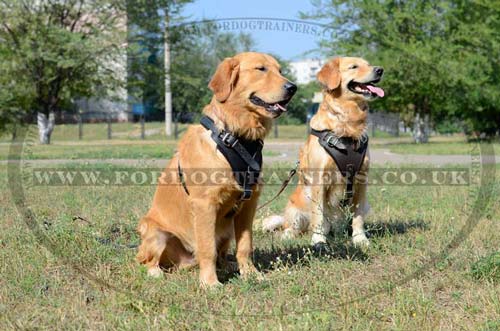 Leather dog harness for attack/agitation training